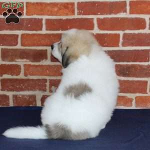 Quinn, Great Pyrenees Puppy